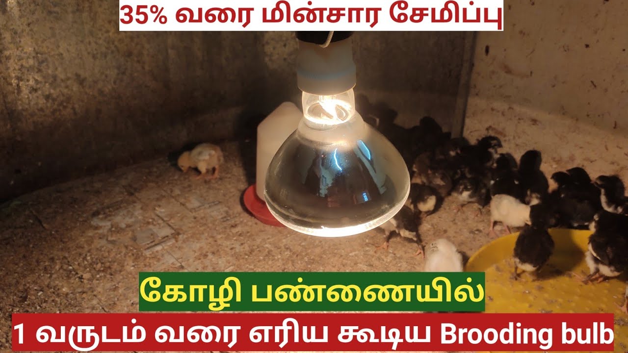 Brooding க்கு குண்டு Bulb மாற்றான IR GLASS BULB கோழி பணணையாளர்களுக்கு 35% மின்சார சேமிப்பு
