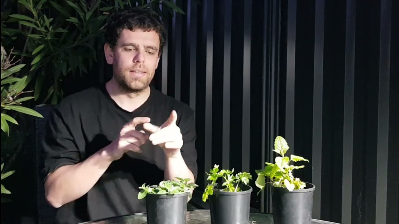 Herbs