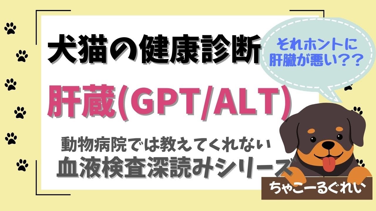 【愛犬の血液検査、深読みしよう②】GPT（ALT）ってなに？愛犬の肝臓の数値が高い時にまず見直すこと