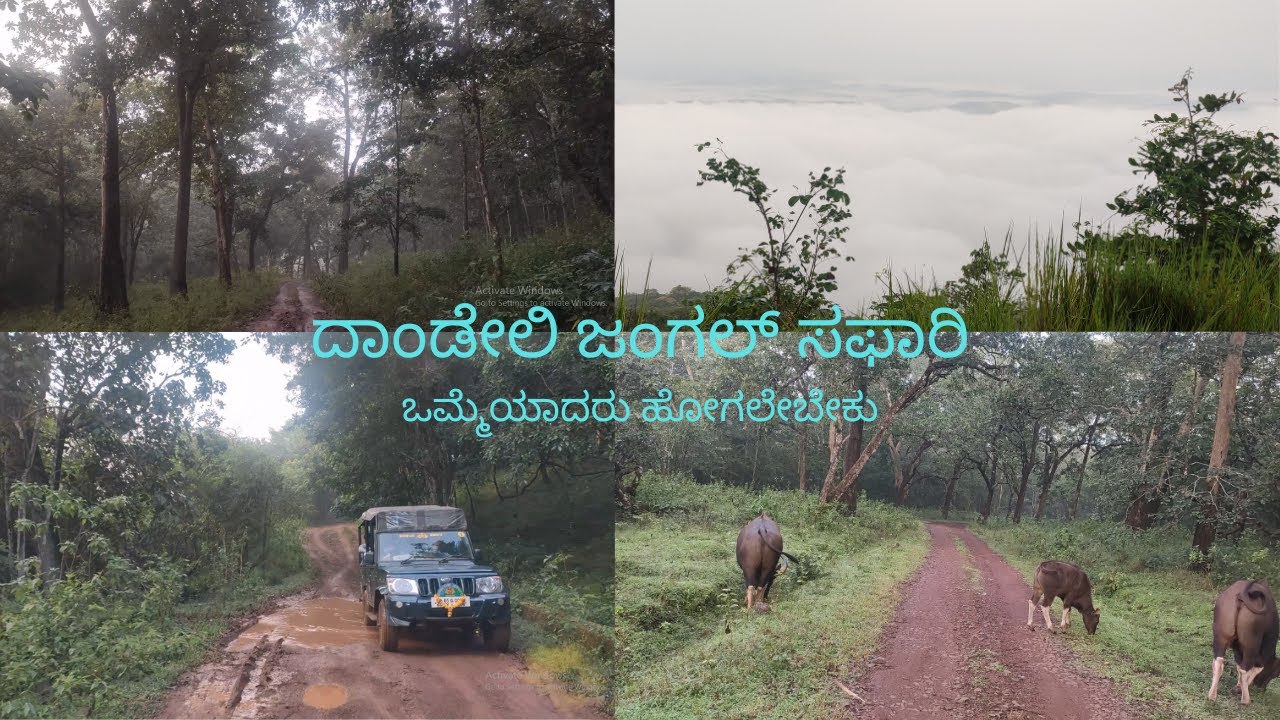 ದಾಂಡೇಲಿಯಲ್ಲಿ ಜಂಗಲ್ ಸಫಾರಿ | Jungle Safari in Dandeli | Kali Reserve Tiger Forest | Panansoli