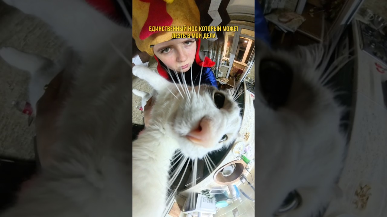 Единственный и неповторимый 🤪😂 #нос #кот #котики #прикол #шутка