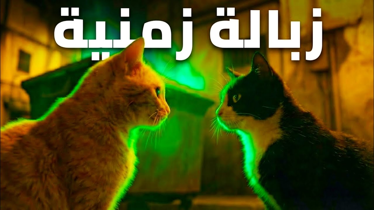 قطط تكتشف سرًا غامضًا داخل القمامة! لن تصدق ما وجدوه
