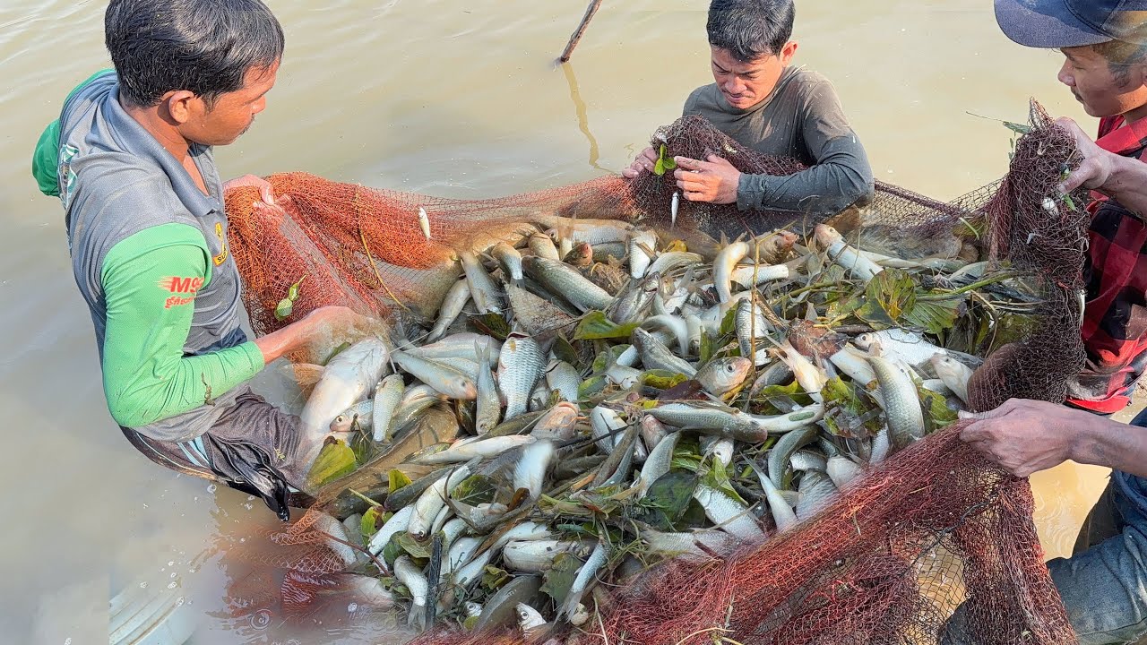 ត្រីច្រើនណាស់ លើកសំរាស់ម្ដងត្រីរាប់សិបគីឡូ by Nimitt Fishing Ep01