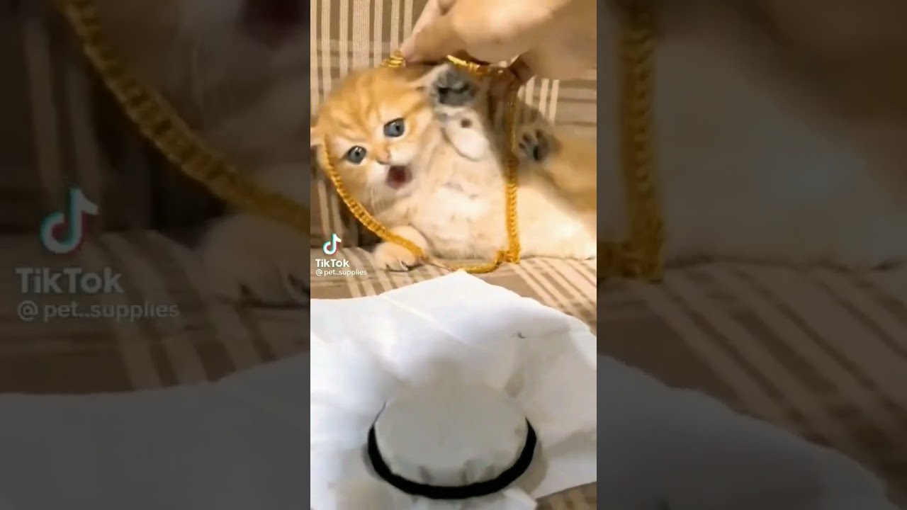 Edit:MIO!//video del gatito:no es mio||Sunny gacha
