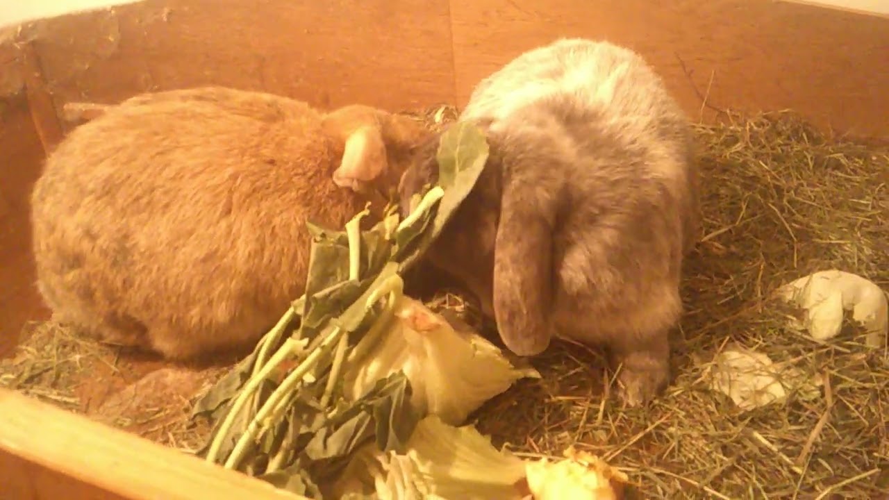 HASEN GEHTS GUT/ZWERGKANINCHEN
