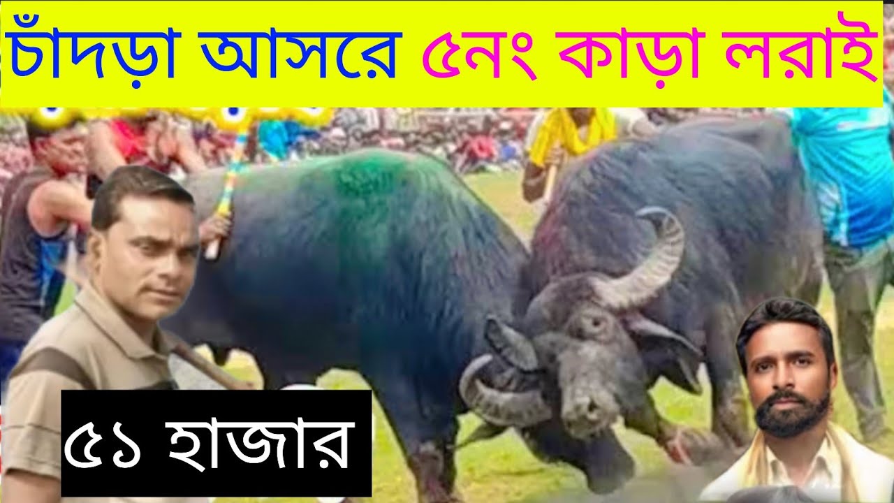 চাঁদড়া আসরে কাড়া লরাই হেমন্ত মাহাত VS সুধীর সিং পাথর #karalorai #karalai #karaloraicommunity 