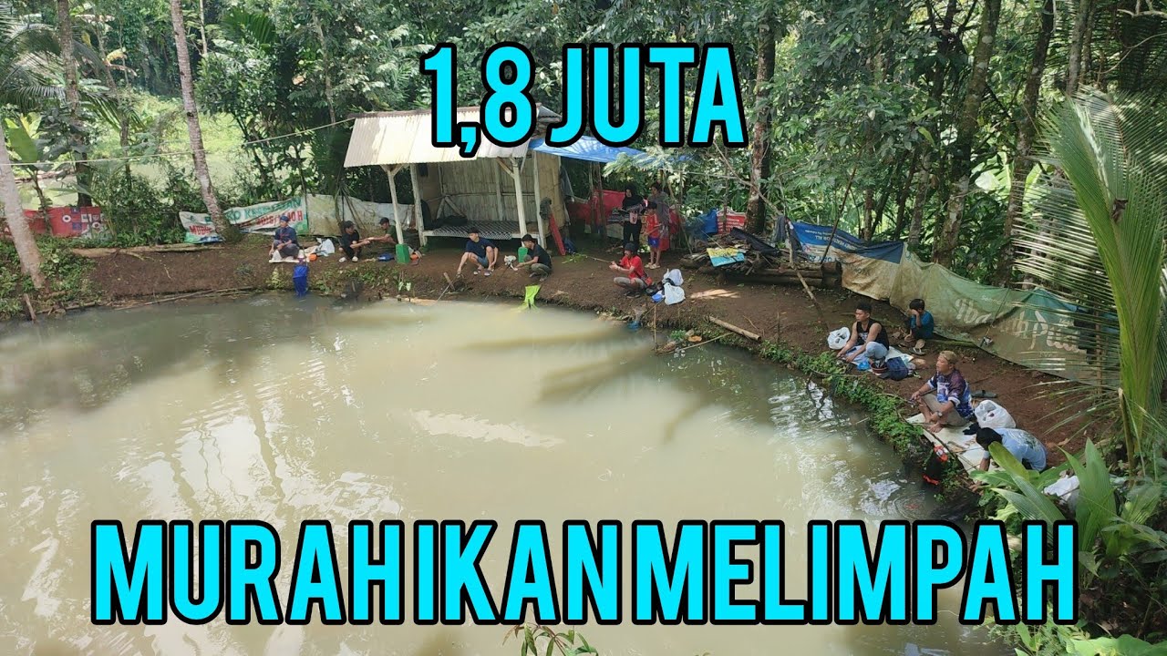 Borongan murah ikan melimpah full strike bawal Rp 1,8 juta 7 peserta