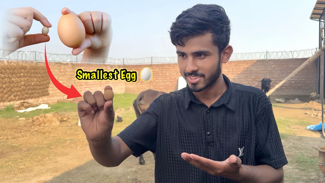 Smallest Egg 🥚 In The World 🌍/ Suhaib Sabir Vlogs / Zohaib Pendu