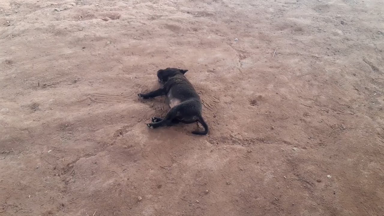 Feeding poor family puppies, They are very hungry (EP15) - Rescue family puppies