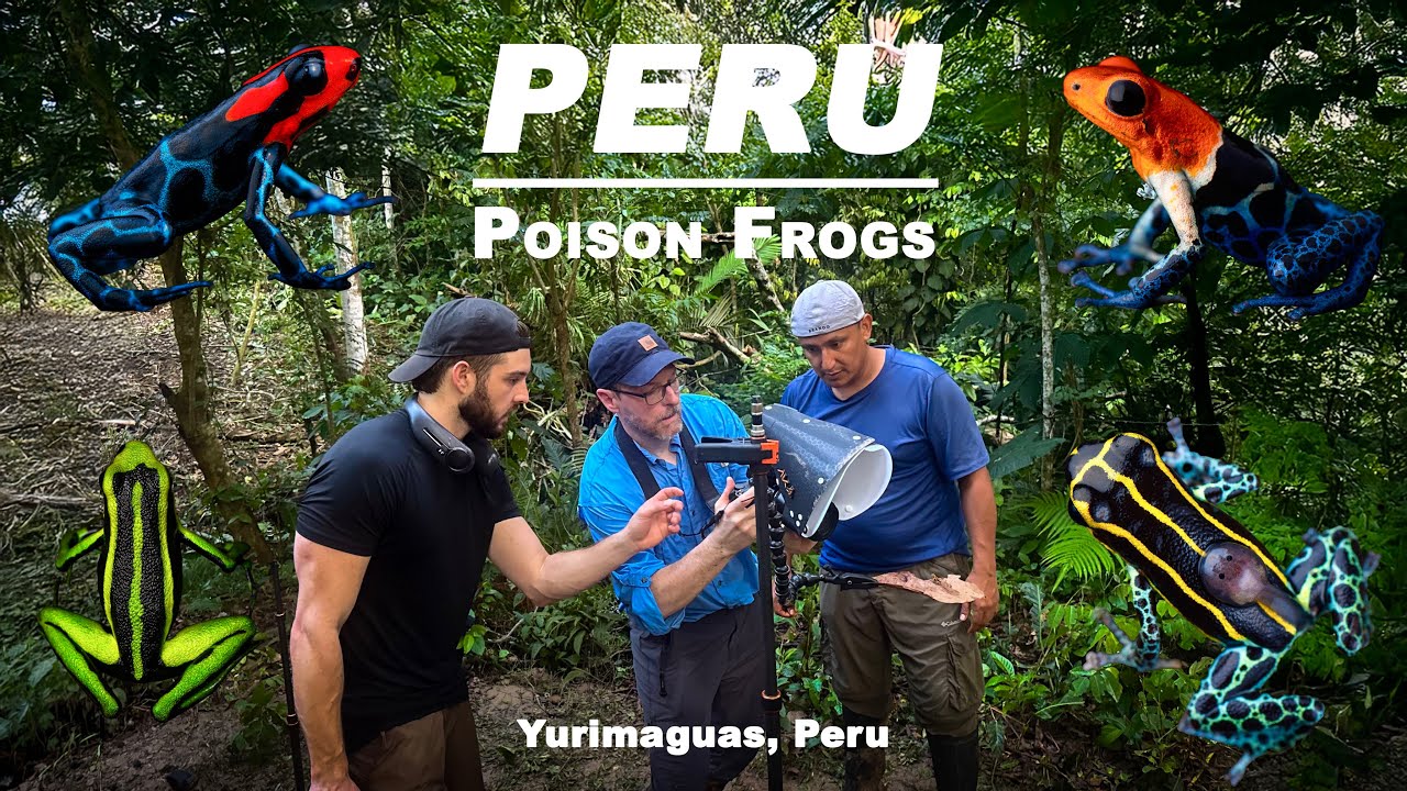 POISON FROGS in PERU - Macro Photography - Poison Frog Tour in Yurimaguas 