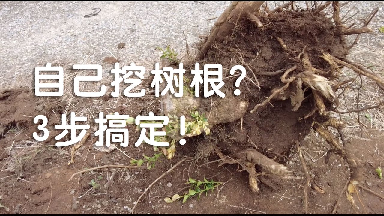 3分钟搞定挖树根 | 除树根 | Tree stump removal
