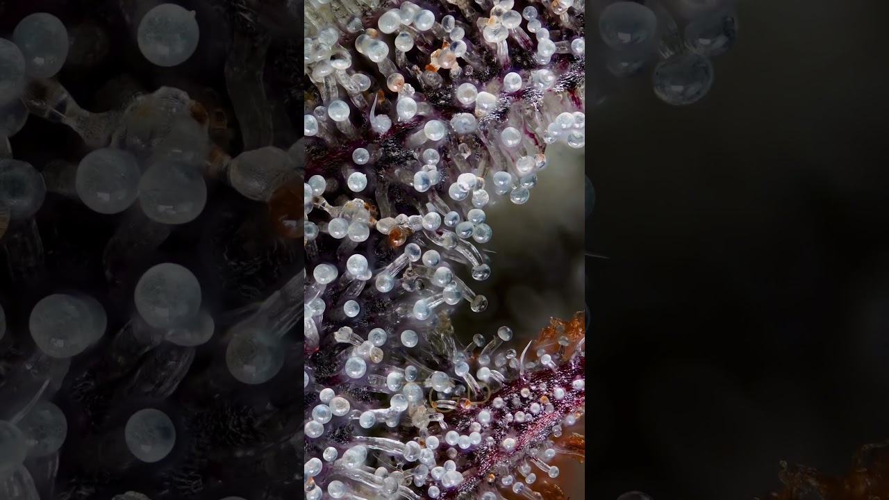 5x Trichome Zoom!