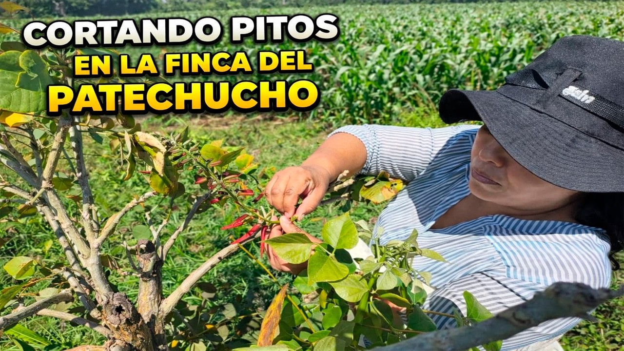 Cortando la FLOR DE PITO y MÁS COSECHAS en La Finca del Patechucho