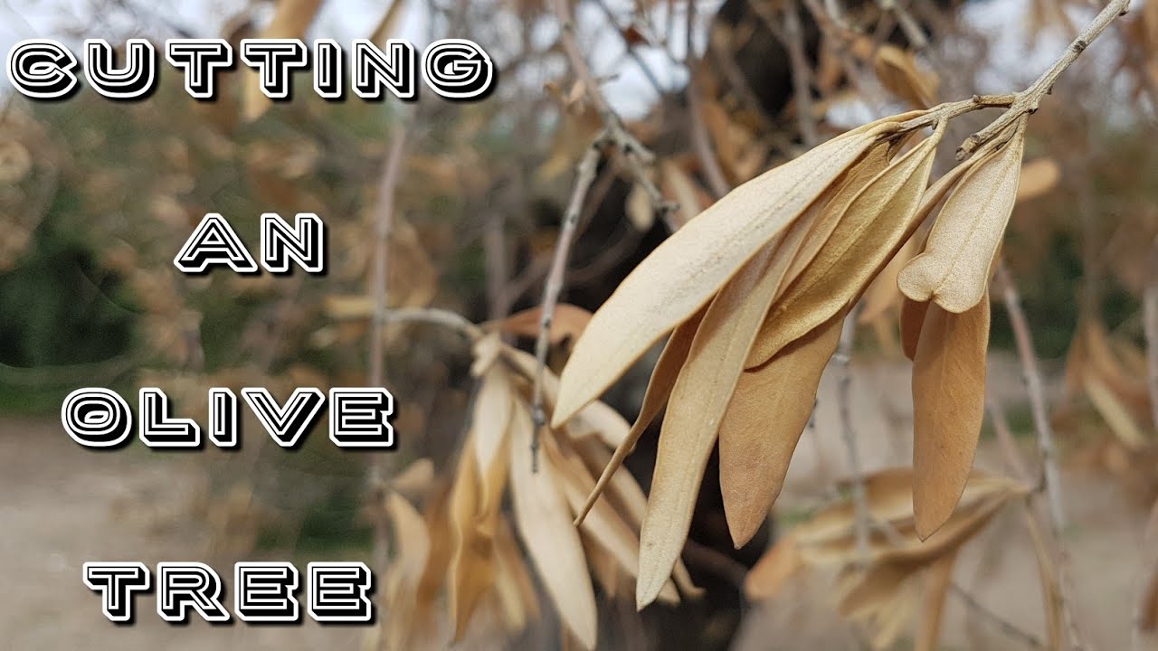 Cutting a 50 year old infected Olive Tree