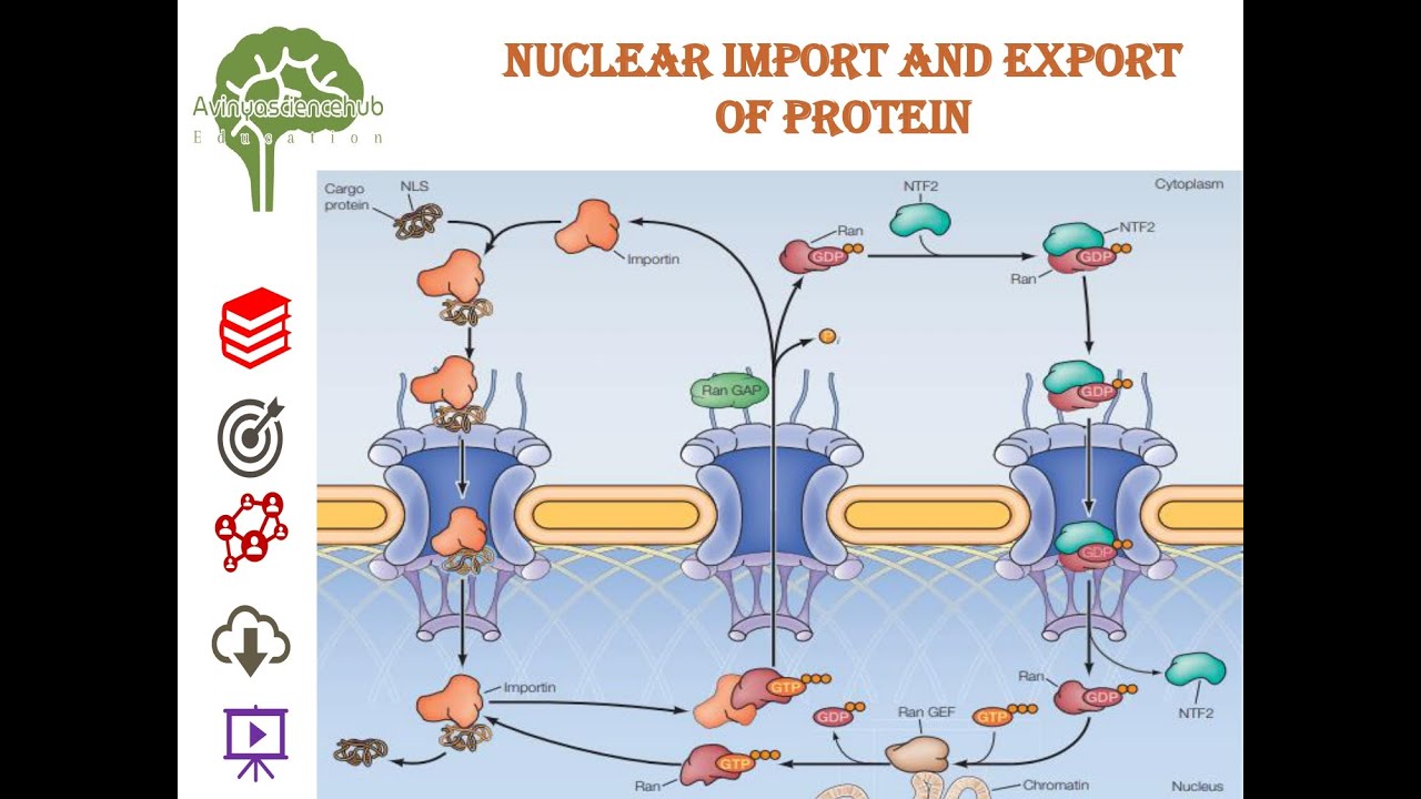 Nuclear export and import of protein #biology #education #csirugcnet #youtube #youtuber #science
