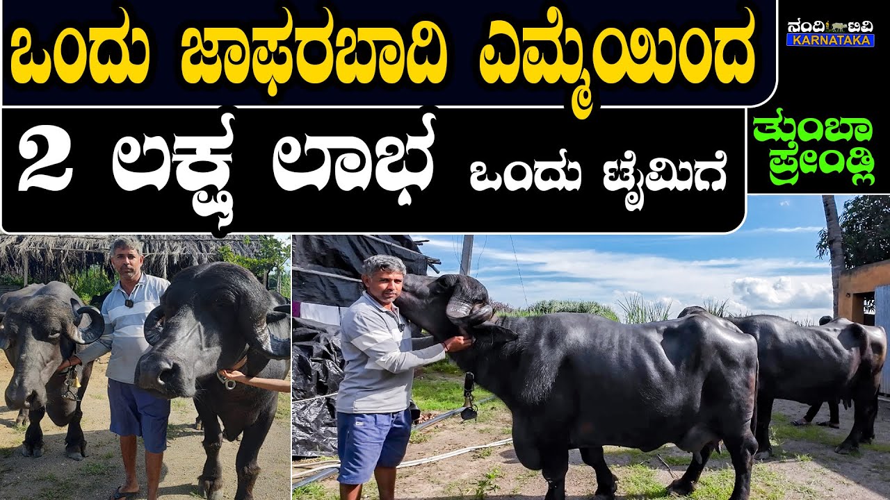 ಜಾಪರಬಾದಿ ಎಮ್ಮೆ ಕರುಗಳನ್ನ ಯಾವುದೇ ಕಾರಣಕ್ಕು ಕೊಡಲ್ಲ ಯಾಕೆ ?? jafarabadi buffalo farming