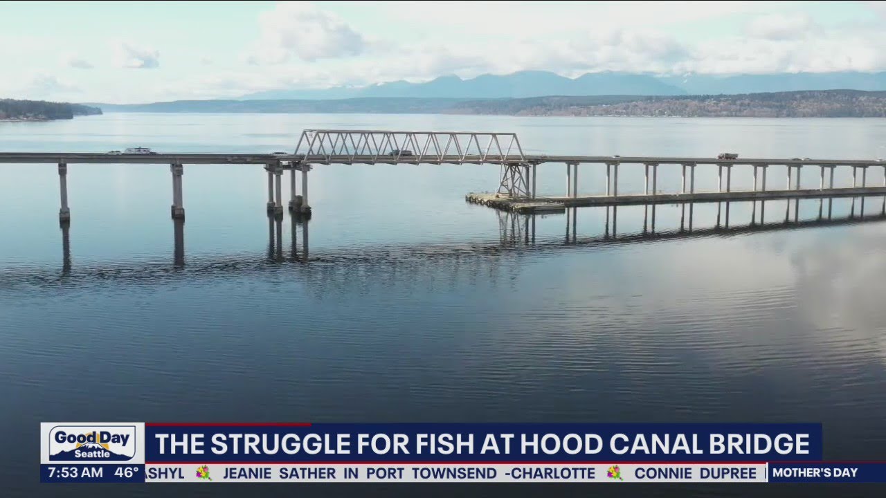 The struggle for fish at Hood Canal Bridge | FOX 13 Seattle