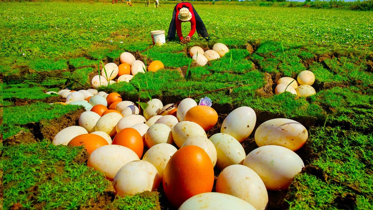 Harvesting Giant Snail Eggs in the Green Field