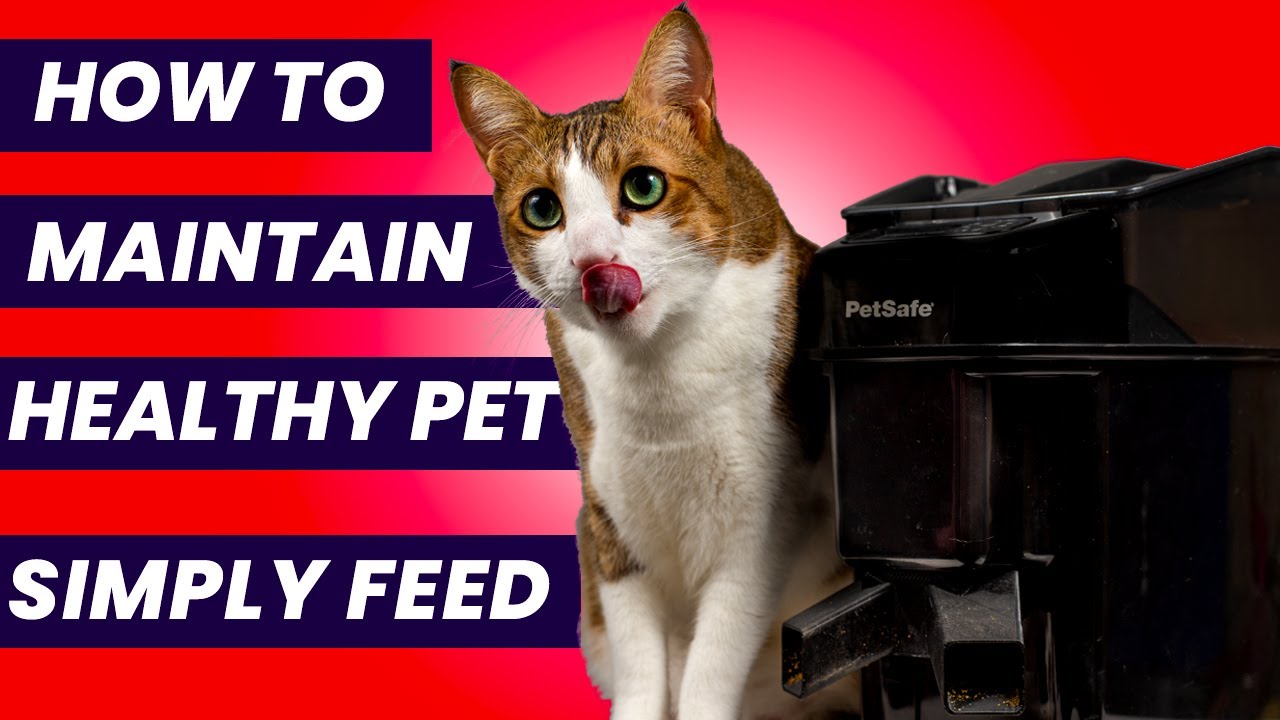 How to clean petsafe automatic feeder HEALTHY PET SIMPLY FEED?