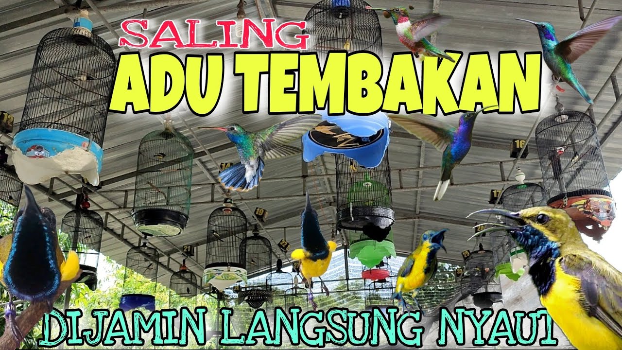 SIMULASI LOMBA SOGON