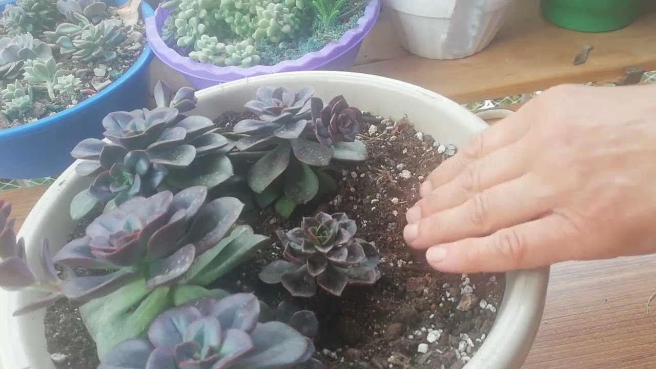 echeveria chroma ve echeveria melaco farkı 💞#ısparta #burdur #antalya 🌵