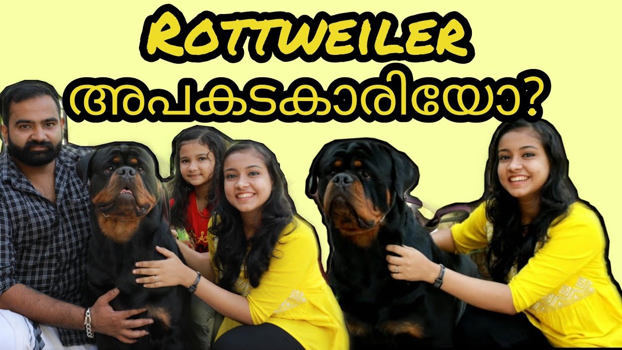 Rottweiler farm//Rottweiler dogs training//MD Rottwei kennel