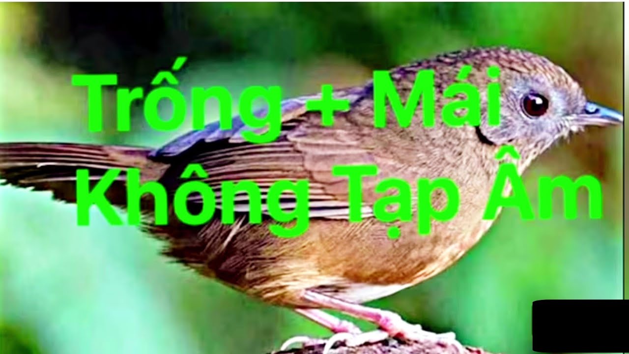 Tiếng Chim Tiểu Mi ( Trống + Mái) phần 1 #tiếngchimtiểumi | Tiểu mi hót giọng rừng | Tiểu mi hót hay