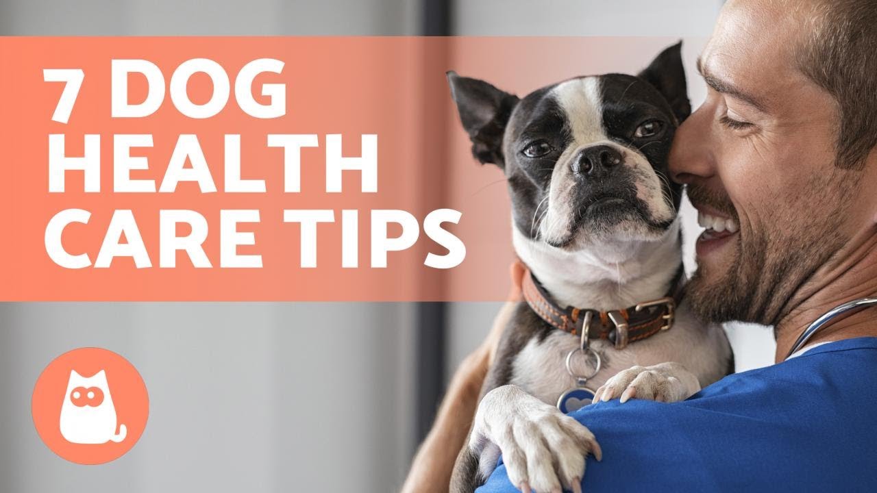 7 TIPS to CARE for Your DOG'S HEALTH 🐶💚