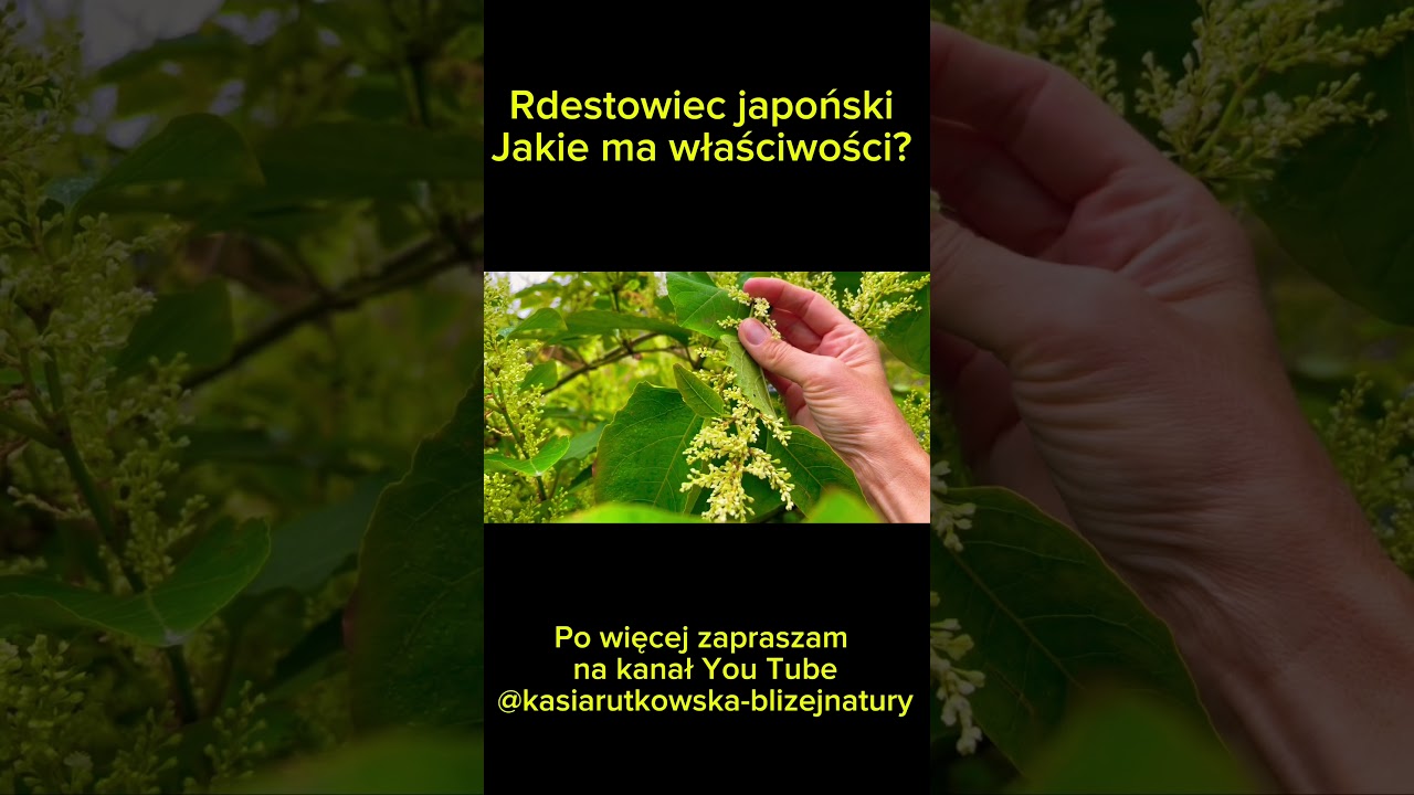 Rdestowiec japoński i jego właściwości #zioła #borelioza #resweratrol