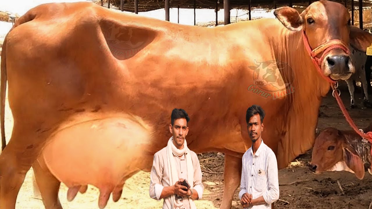 সকল জাতের একশো একশো কালেকশন।বাঘাবাড়ীর ও ইন্ডীয়ান জার্সি 100 গীর ব্রাহমাসহ সব দুধের গাভী।গরুর হাট