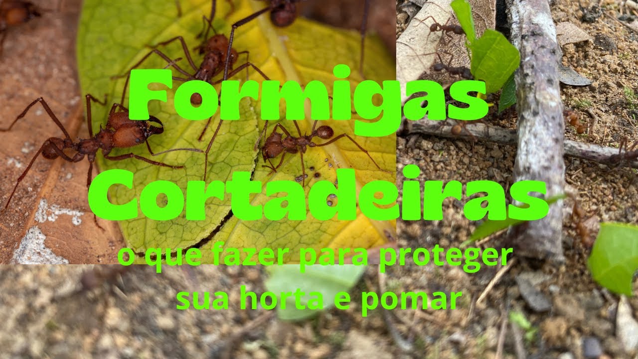 Formigas cortadeiras: o que fazer para proteger sua horta e pomar