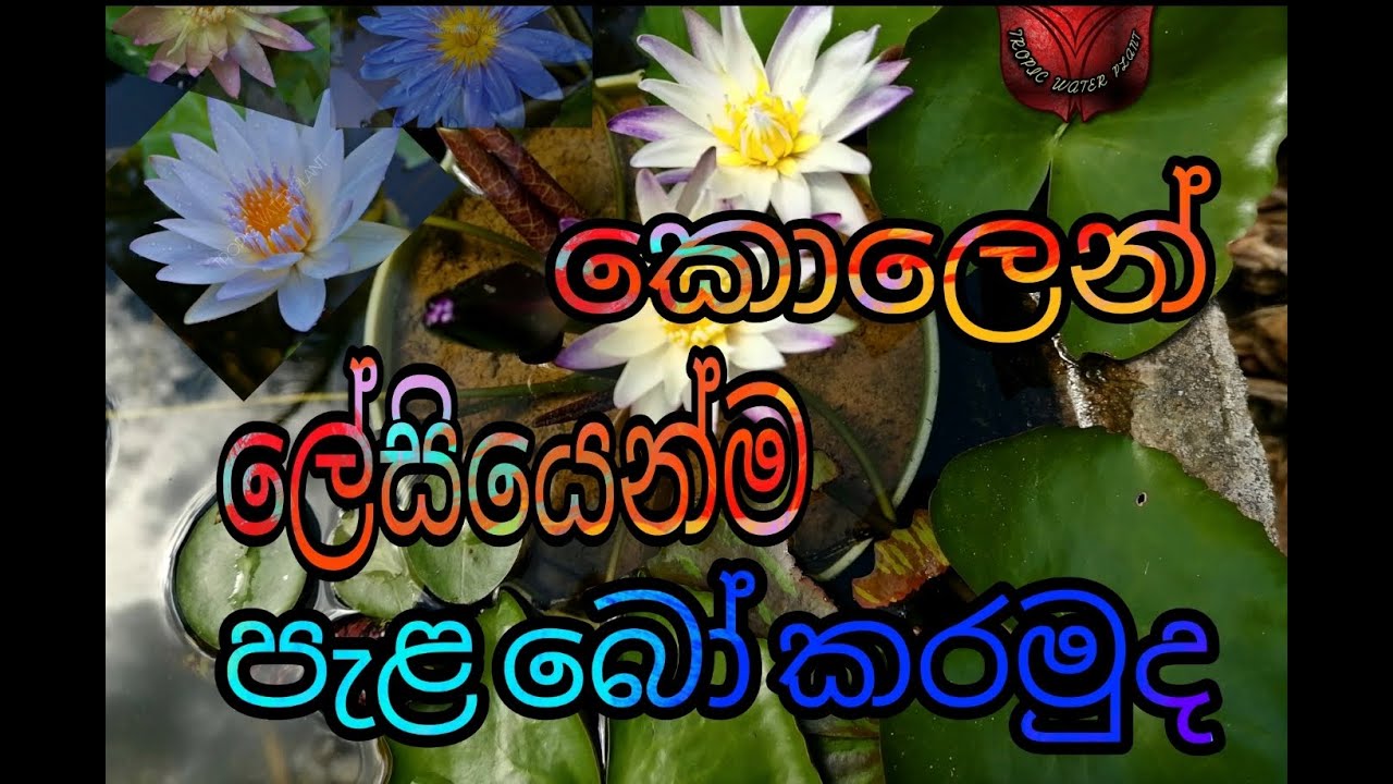 කවුරුත් කියල දෙන්නෙ නැති කොළෙන් ලේසියෙන්ම පැල හදා ගන්න විදිහ....