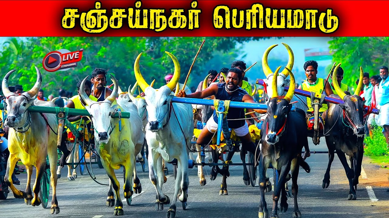 ⭕LIVE|பெரியமாடு சஞ்சய்நகர் 30,001ஆயிரம் யாருக்கு??|Sivangai periyamaadu நேரலை 2026