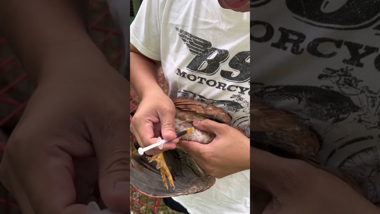 How to give injections in chicken ll injection in chicken ll intramuscular injection in hen
