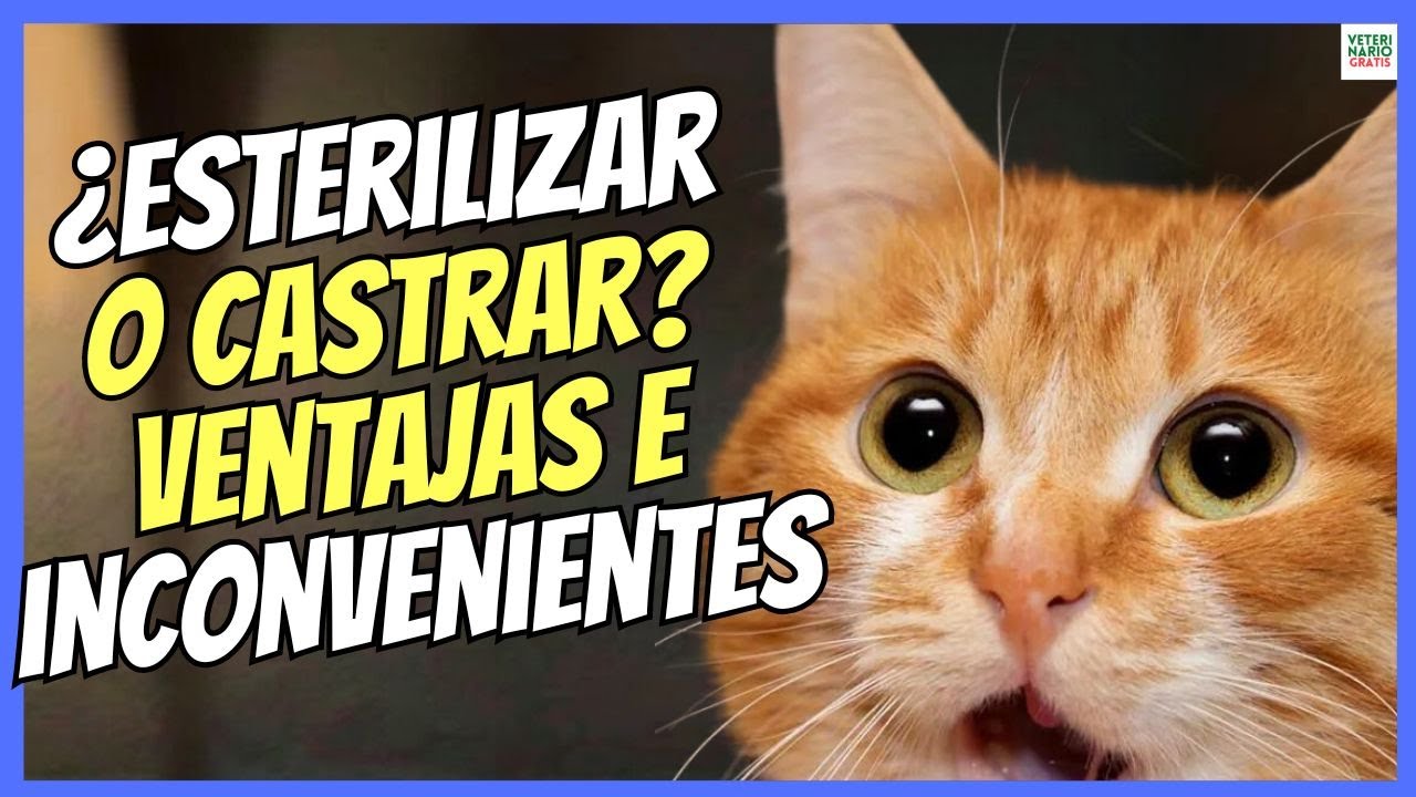 🔴 ¿CASTRAR O ESTERILIZAR A UN GATO? VENTAJAS E INCONVENIENTES 🔴