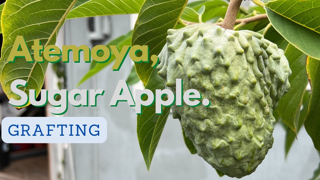 Atemoya and Sugar Apple Scions for grafting by The Noob Gardener