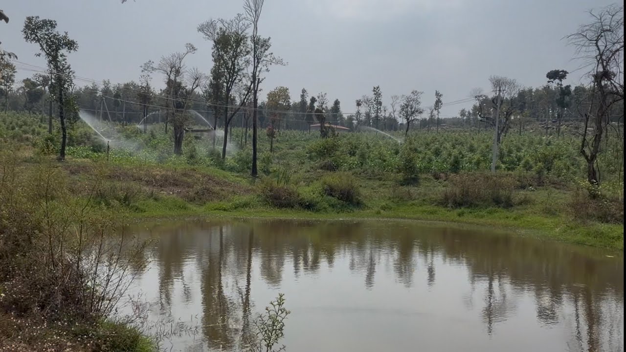 Property ID[#22]15 acre newly plantation arebica and rubusta coffe estate