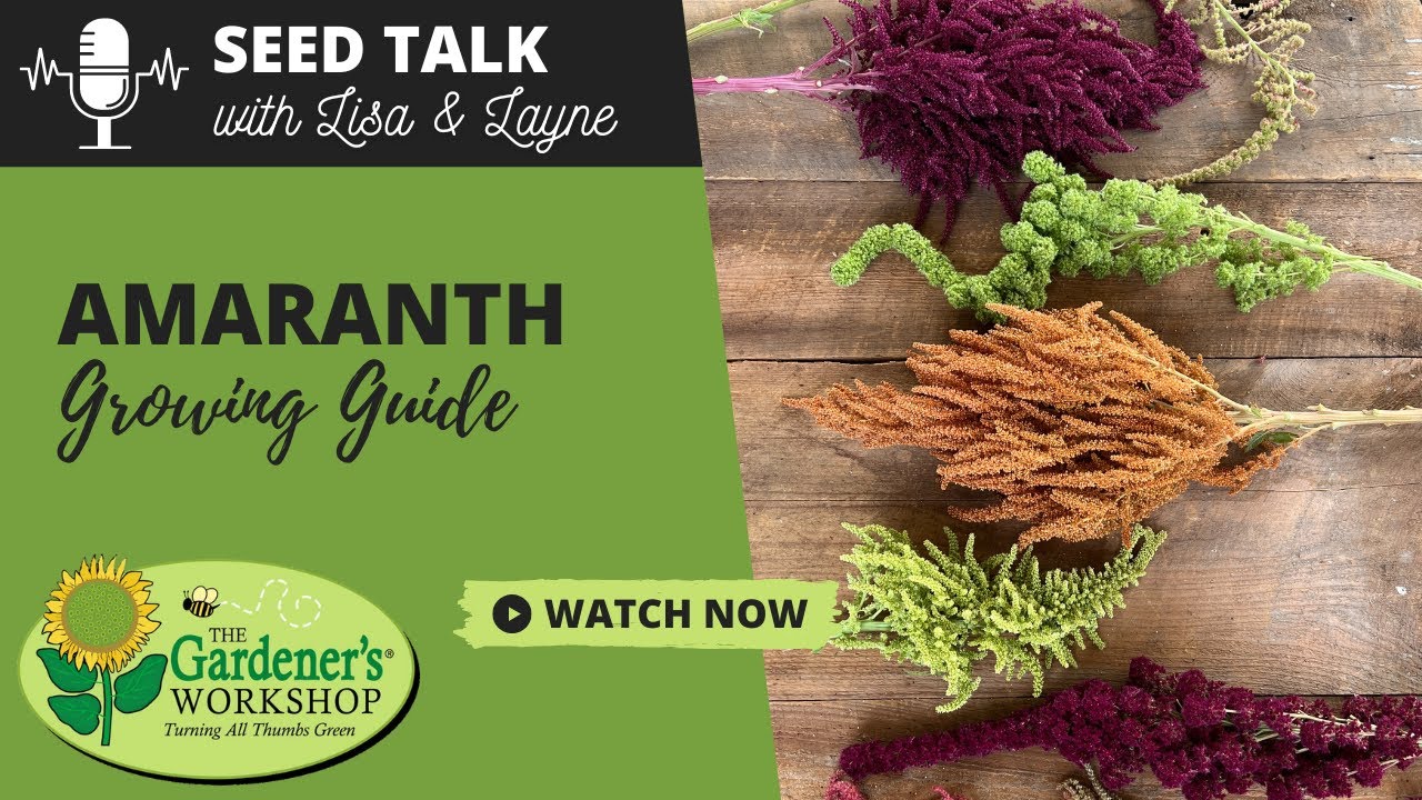 Seed Talk #48 - Amaranth Growing Guide