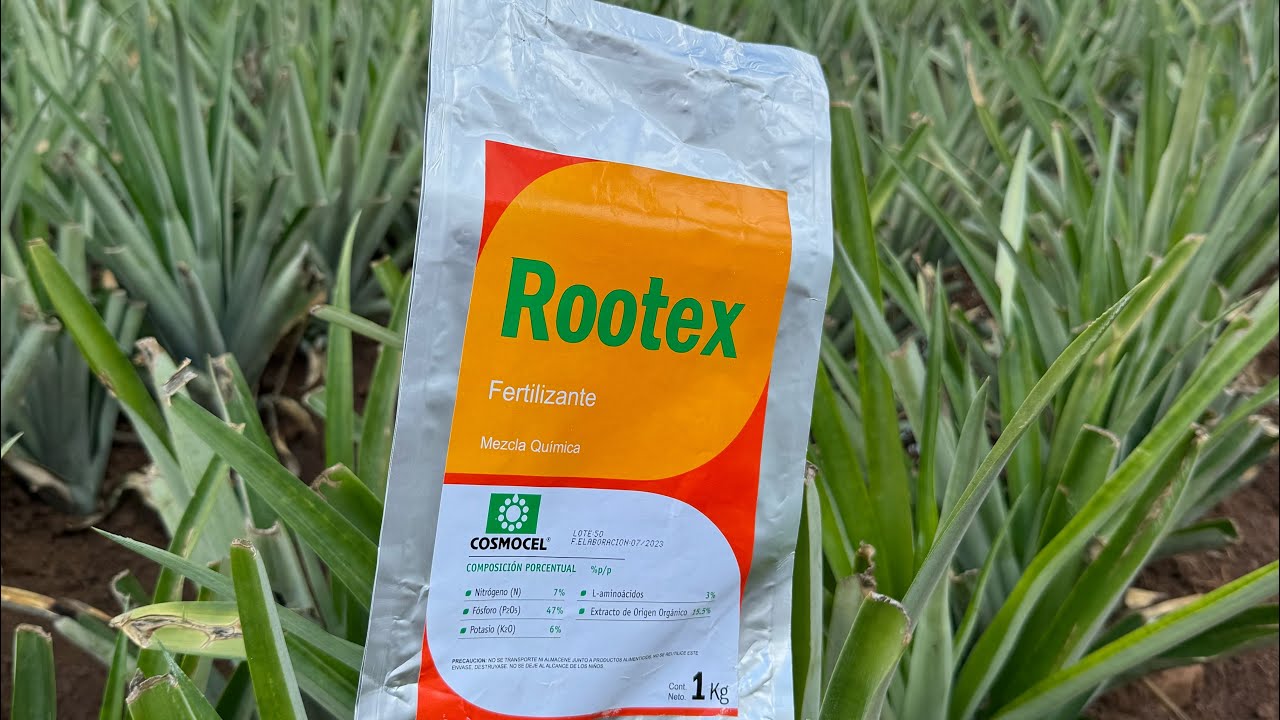 Rootex como enraizador en el cultivo de piña