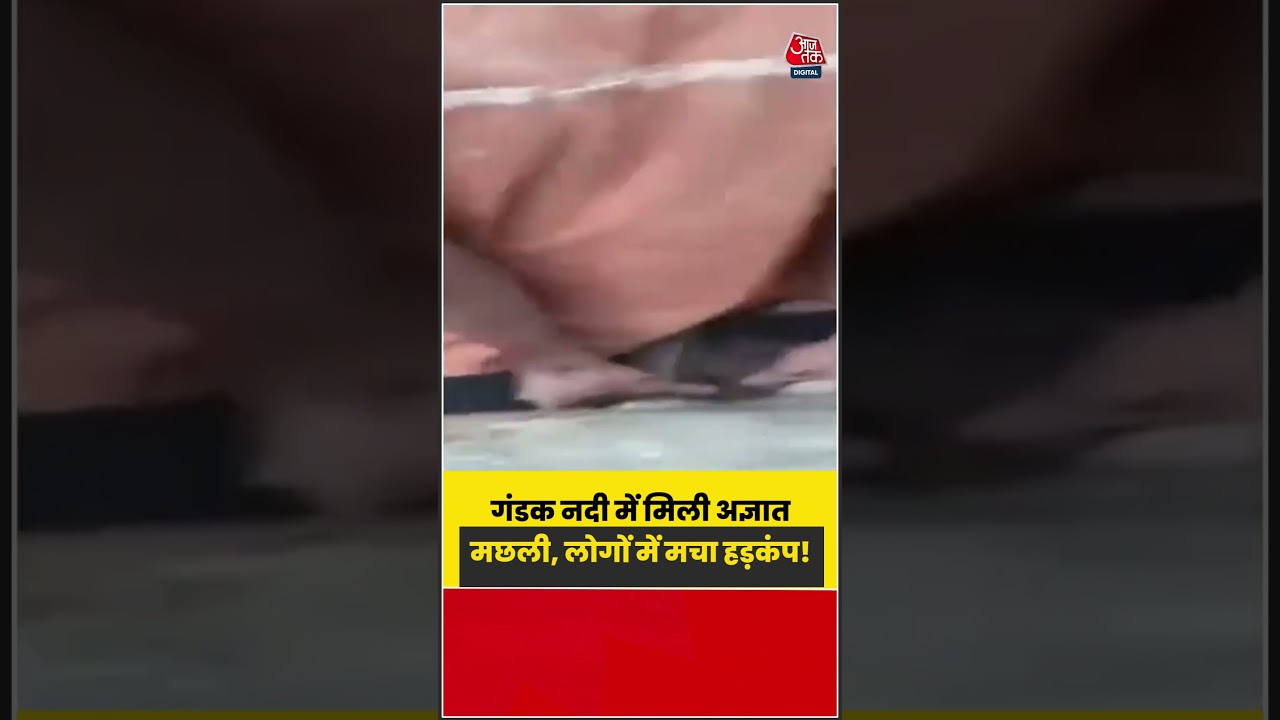 Unknown fish found in the Gandak River after floods in Nepal, video goes viral | #Nepal #Bihar #GandakRiver