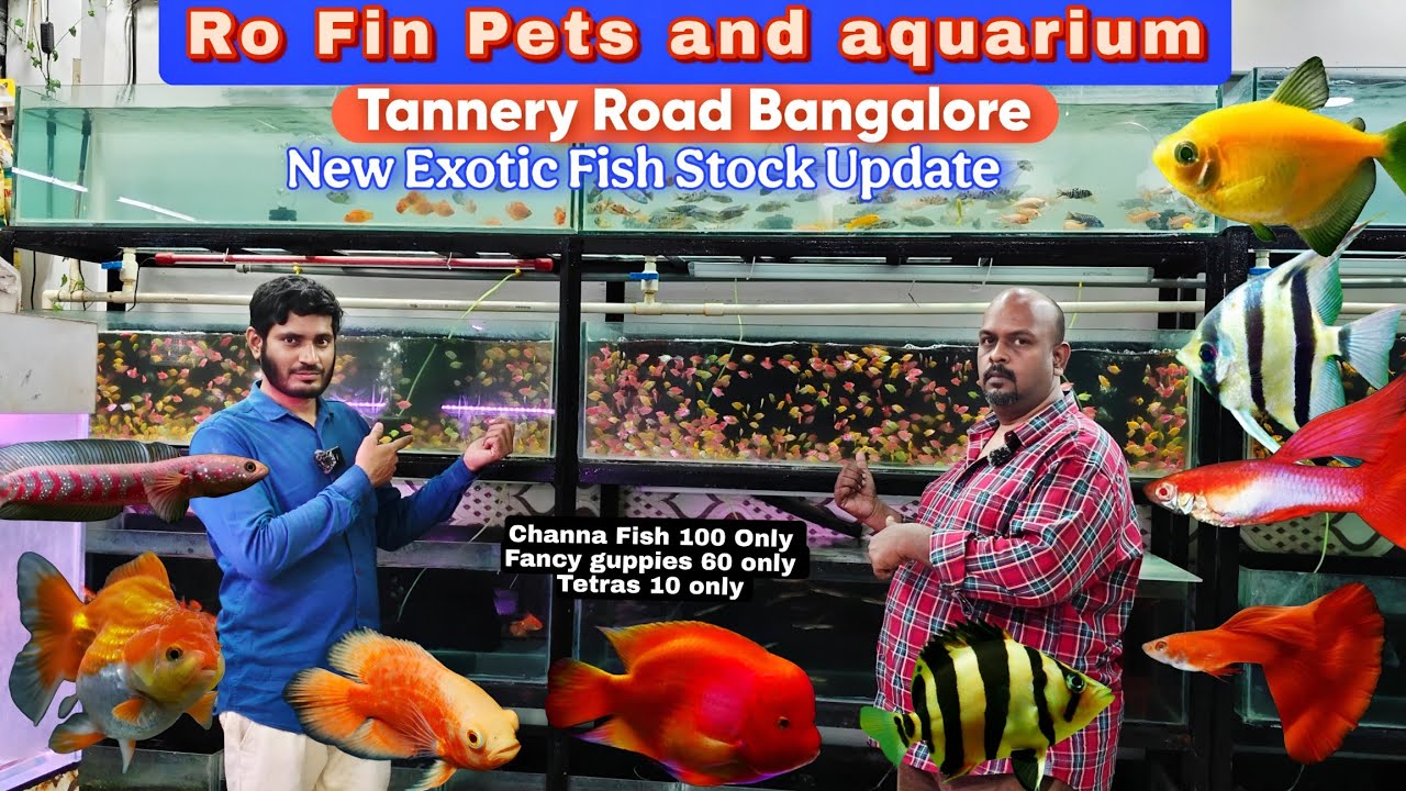 Ro fin Pets and aquarium ,New Year special discount |Exotic Fish at Offer price Tannery Road Banglor