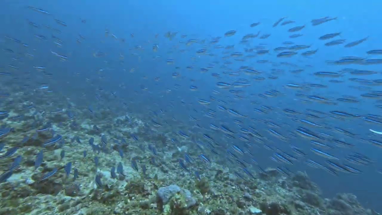 Scubadiving El nido Palawan Philippines @ramnyli