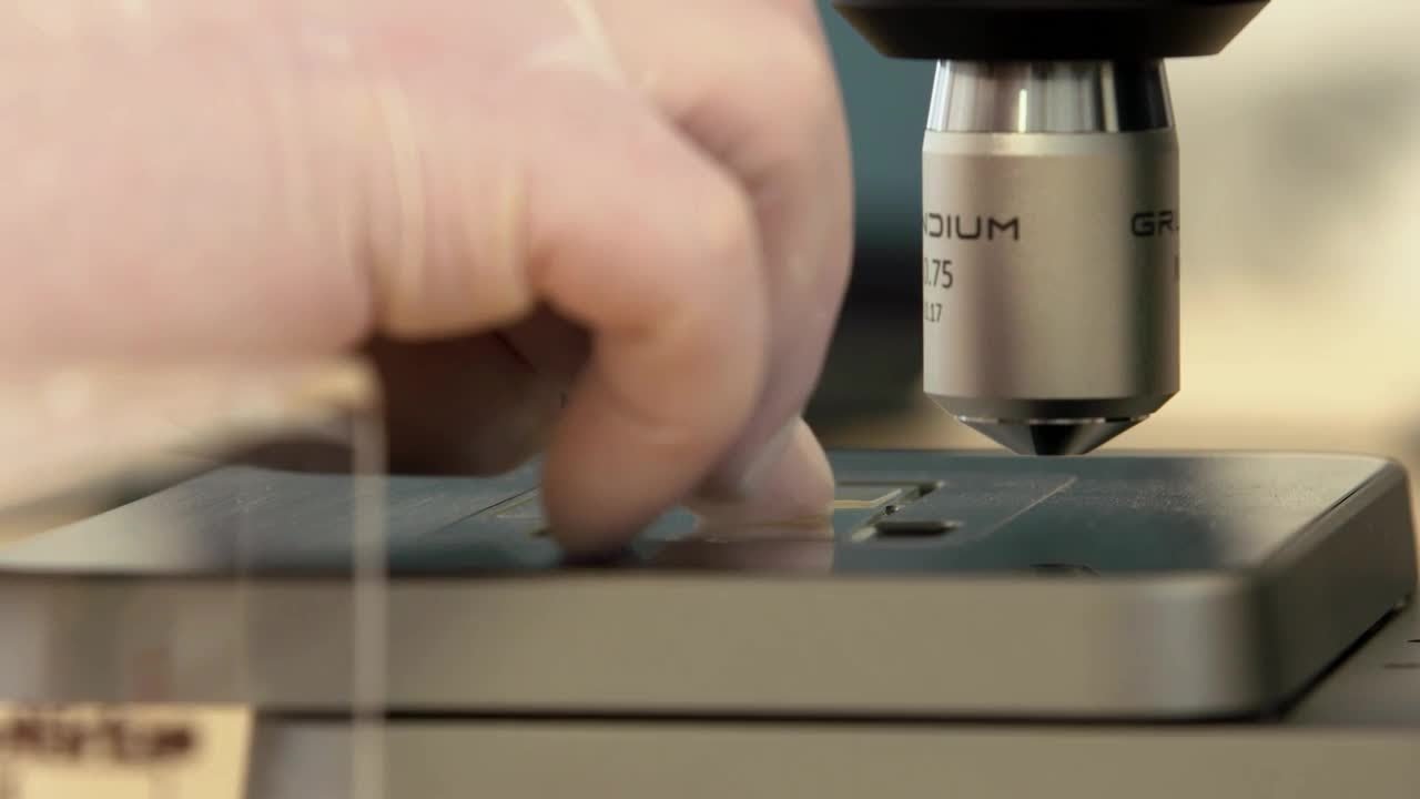 VETSCAN Imagyst Kotuntersuchung