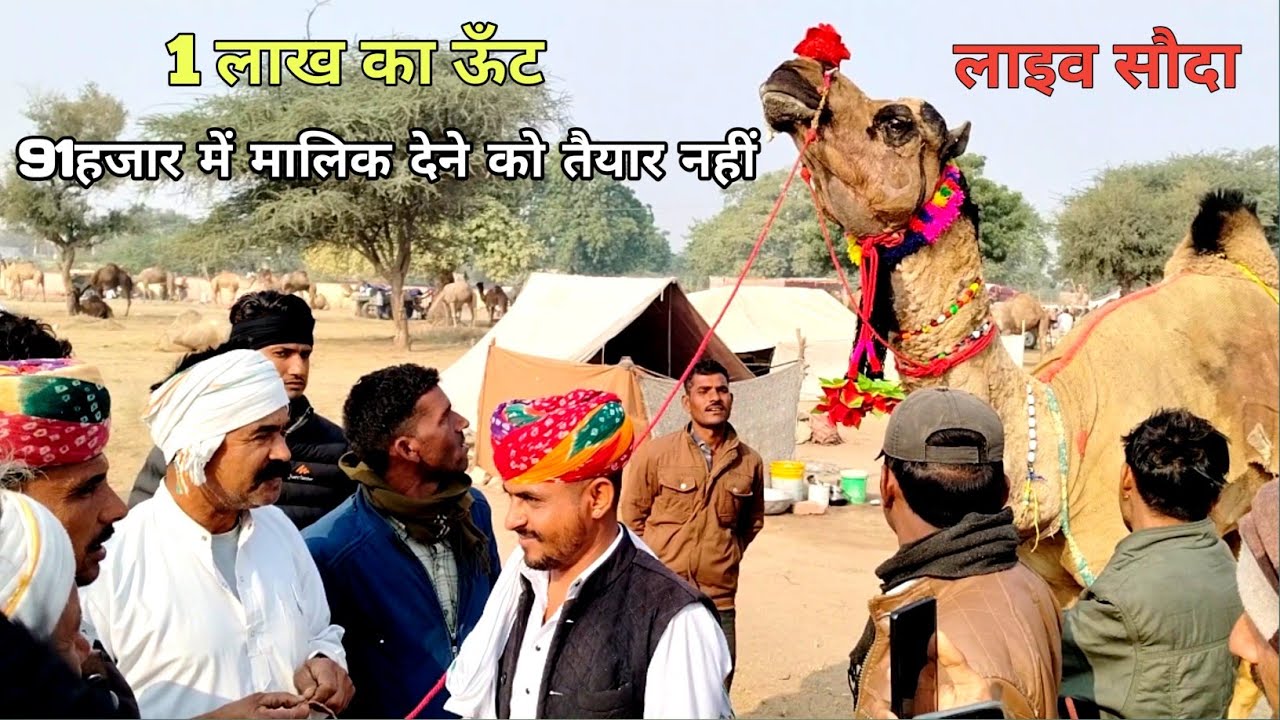 1लाख का ऊंट लाइव सौदा // 91हजार में मालिक ने नहीं बच्चा //Nagaur pashu mela 2025