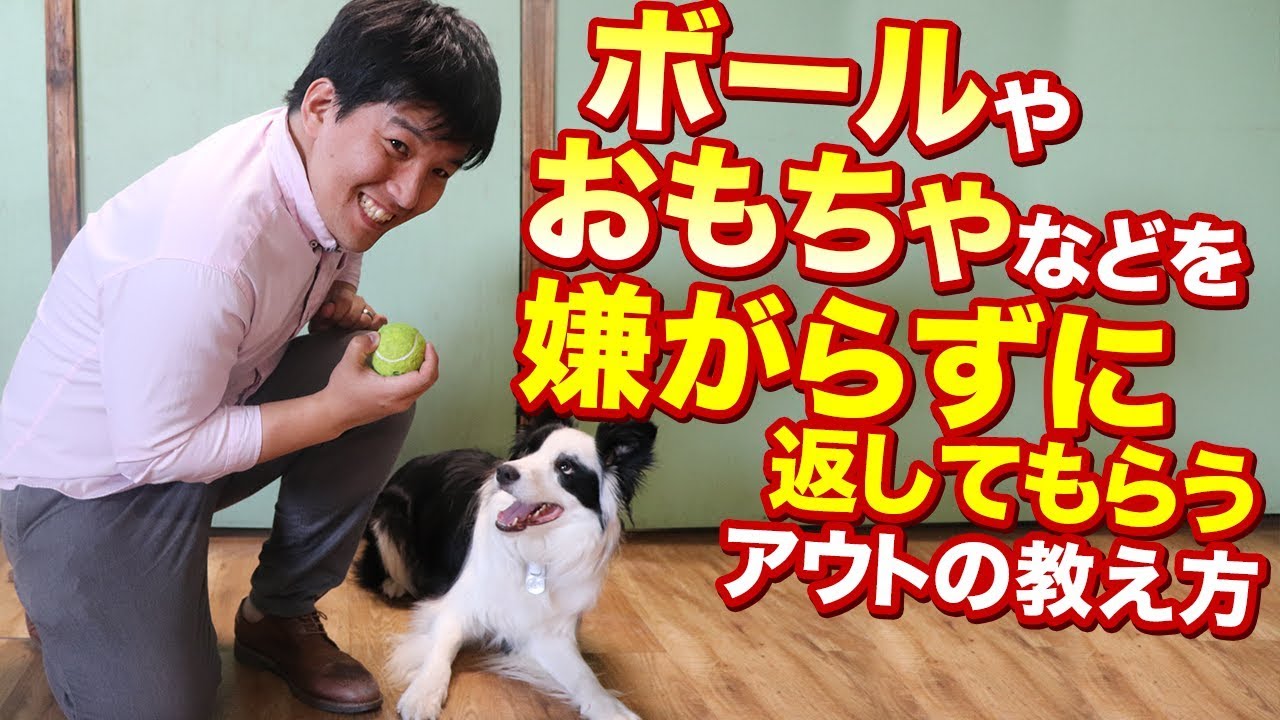 【愛犬が物を返してくれない時】ボールやおもちゃなどを嫌がらずに返してくれるアウトの教え方