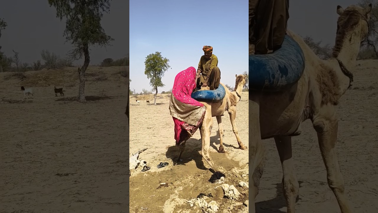 موقف محرج بين زوج وزوجته على ظهر جمل، مشهد طريف ومضحك في حرارة الصحراء اللاهبة 🐪🌵