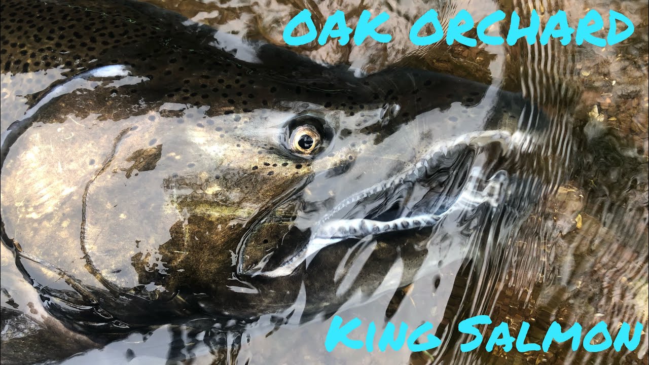 Fly Fishing Oak Orchard for King Salmon(30+ pound fish caught)