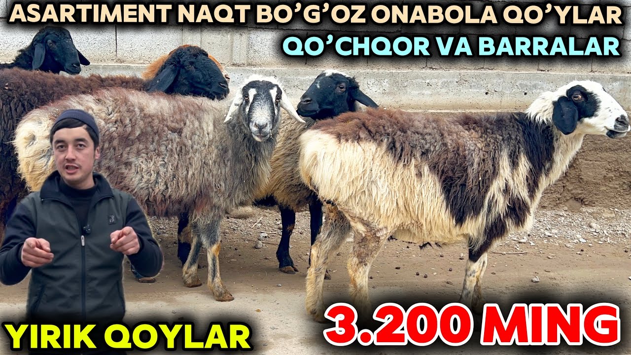 QAHRAMON NARXLARNI YORDI ONA BALA,BO’G’OZ, TO’HLI VA BARRA QO’YLARI JUDA ARZON BOLDI SHOSHILING