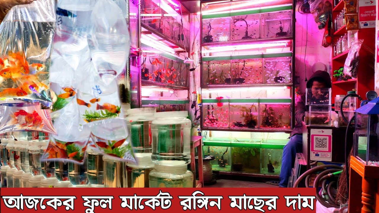 Aquarium Fish Price In Bangladesh 2026🐠Aquarium Fish Price | Aquarium | Aquarium Fish Price In BD🐠