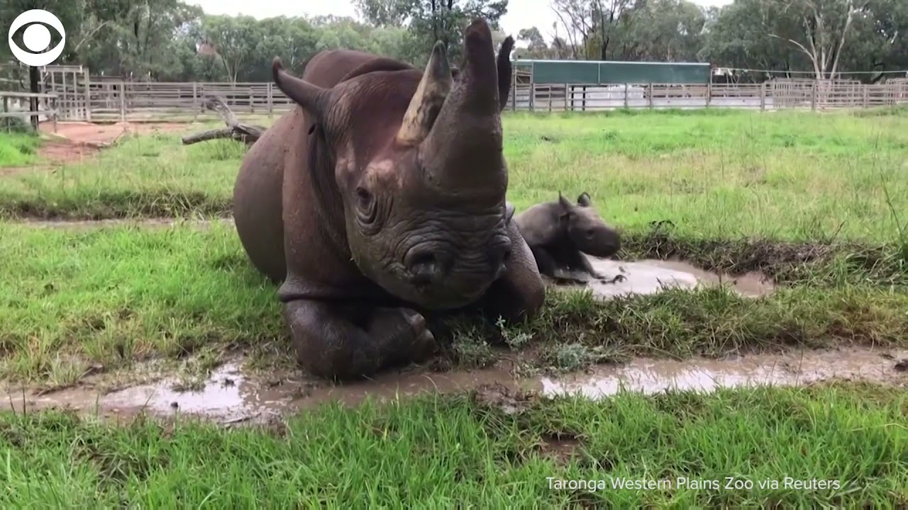 Rhino baby takes a mud bath with mom